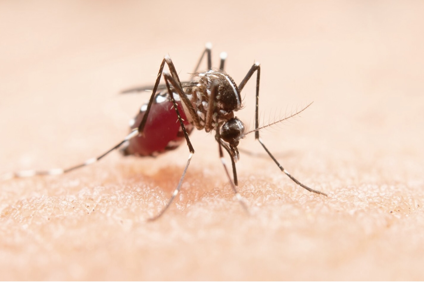 NEA sounds alarm as dengue cases more than double in January